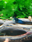 15   Extra Red White   Blue Skittle Pack Neocaridina Shrimp