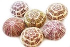 Set Of 12 Beautiful Alfonso Sea Urchin 2 - 3   small  Coastal Arts Crafts Decor