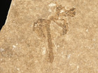 50 Million Year Old  Palm Or Cycad Flower Or Bloom Fossil Wyoming 203gr