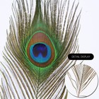 12pcs Real Natural Peacock Eye Feathers 10-12 Inch For Diy Craft Floral Arrangem