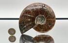 Ammonite Fossil Gift  Cleoniceras Whole  Natural Fossil Specimen  Madagascar 
