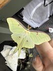 24x Luna Moth Eggs 