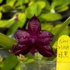 Phalaenopsis Bangkok Bkh 1975   super Round  X  super Duo  