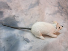 Collectible Real Fur Covered White Mouse Figurine Halloween Decor Unmarked