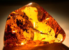 Water Enhydros With Methane Termites In Large Dominican Amber Fossil 42 G Piece