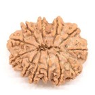 Original Natural 12 Mukhi Rudraksha Nepal Origin 22 Mm Lab Certified