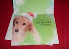 Dachshund In Santa Hat    christmas Cards 10 10 New Wiener Dog Tiny Wish Free Ship