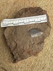 Rare Devonian Fish Fossil- Megalichthyidids Fish Scales F5