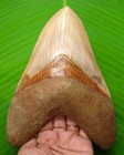 Megalodon Shark Tooth - Almost 7  - Huge Shark Teeth - Indonesian Real Fossil 