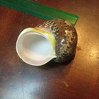 42 Mm Turbo Petholatus - Linnaeus  1758 - Seashell - Beach Decor