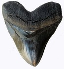 Prehistoric Planet Store 5 5 Inch Megalodon Tooth  Black With Serrations  126