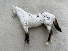 Peter Stone Ideal Stock Horse    shotgun Jetta    Leopard Appaloosa Cha Show Line