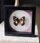 Real Brown And White Butterfly moth Specimen Display In Black Shadow Box Frame