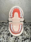 Dental Demonstration Teeth Model  Standard Adult  Flesh Pink Color