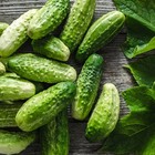 Bush Pickle F1 Cucumber  Hybrid  cucumis Sativus  Vegetable Seeds  High Yield