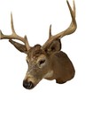 Taxideremy Mount Medium And Big Whitetail Deer They re Used For Decoration
