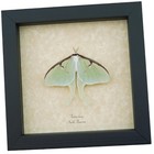 Real Luna Moth Framed Actias Luna Insect Taxidermy Museum Art Display