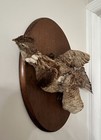Vintage Taxidermy Ruffed Grouse Mounted Wood Plaque Damaged Bird Hunting Decor