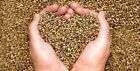 50gm Hemp Seed  Organic Hempbird Seed   Free Shipping