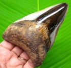 Megalodon Shark Tooth Real Fossil 4 15    Shark Teeth No Repairs No Restorations