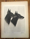 Beautiful 1931 Bert Cobb Dry Point Etching Print-manchester Terrier Champ Dogs