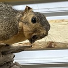 Grey Squirrel On Wood  1165