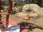 Giant 5 Foot Tall Manzanita Bird Stand Perch For Large Parrots Cockatoo Macaw 