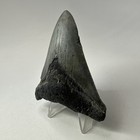 Megalodon Shark Tooth 3 51 Inch - Natural - Authentic Fossil - Carolina 20042
