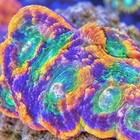 Rainbow Echinata Acan  Frag  Live Saltwater Lps Coral For Reef Aquarium