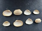  o Nice Mix Of 10 All Different  Attractive  Approx  27-35mm Clam Shells
