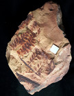 Rare Beautiful Red Carboniferous Plant Fossil Fern Leaf Renaultia Gracilis  