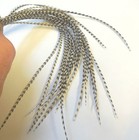 50 6-9   Grizzly Rooster Saddle Hackle Feathers Hair Extensions Crafts Lot