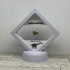 Saltasaurus Extinct Dinosaur Eggshell Fossil Piece In Display Case