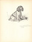 Antique Springer Spaniel Print Wall Art Decor 1938 K Barker Illustration 7035f