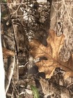 Realtree Edge Youth Camo Hoodie Performance Fleece Built In Gaiter Pullover 6-7