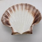 Set Of Six Large Natural Scallop Shells White Brown