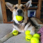 100 Affordable Dog Balls -  Free Shipping Included 