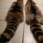 Raccoon Furs Professionally Tanned Xxxl High Quality Pelt Fur Hide Coyote Fox 