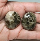 Set Of 2 Petoskey Stone Hand Polished 1 Dark   1 Light Michigan Fossil Rock 