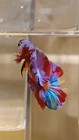 Multicolor Rainbow Koi Male Live Betta Fish