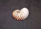 Polished Natural Seashell Left Single Half  1 Shell Half Approx  5  Inches 