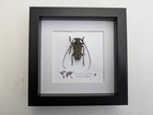 Framed Mimolochus Hoefneri Longhorn Beetle Taxidermy  Ethically Sourced
