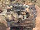       rr        Gnarly Knotty Arizona Petrified Wood W burn Scar  51 Lbs 