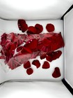 Premium Real Red Rose Petals    freshly Packed   Shipped From Our California Farm 