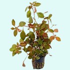 Ludwigia Repens Dark Red In 2  Pot Live Aquatic Aquarium Plants Buy 2 Get 1 Free