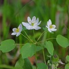 Windflower Rue Anemone   anemonella Thalictroides  Mix Of Bare-roots