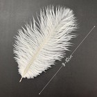 10pcs Bulk Natural White Ostrich Feathers 8-10 Inch  20-25cm  Beautiful Long Fea