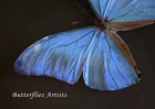 Stunning Metallic Blue Morpho Aurora Real Butterfly Framed Entomology Shadowbox