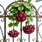 Carpetc 300  Mixed Hoya Seeds For Planting  Wax Plant Fragrant Trailing 