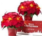2 Pack Christmas Decorations Pre-lit Artificial Poinsettia Plant - Led 10 1